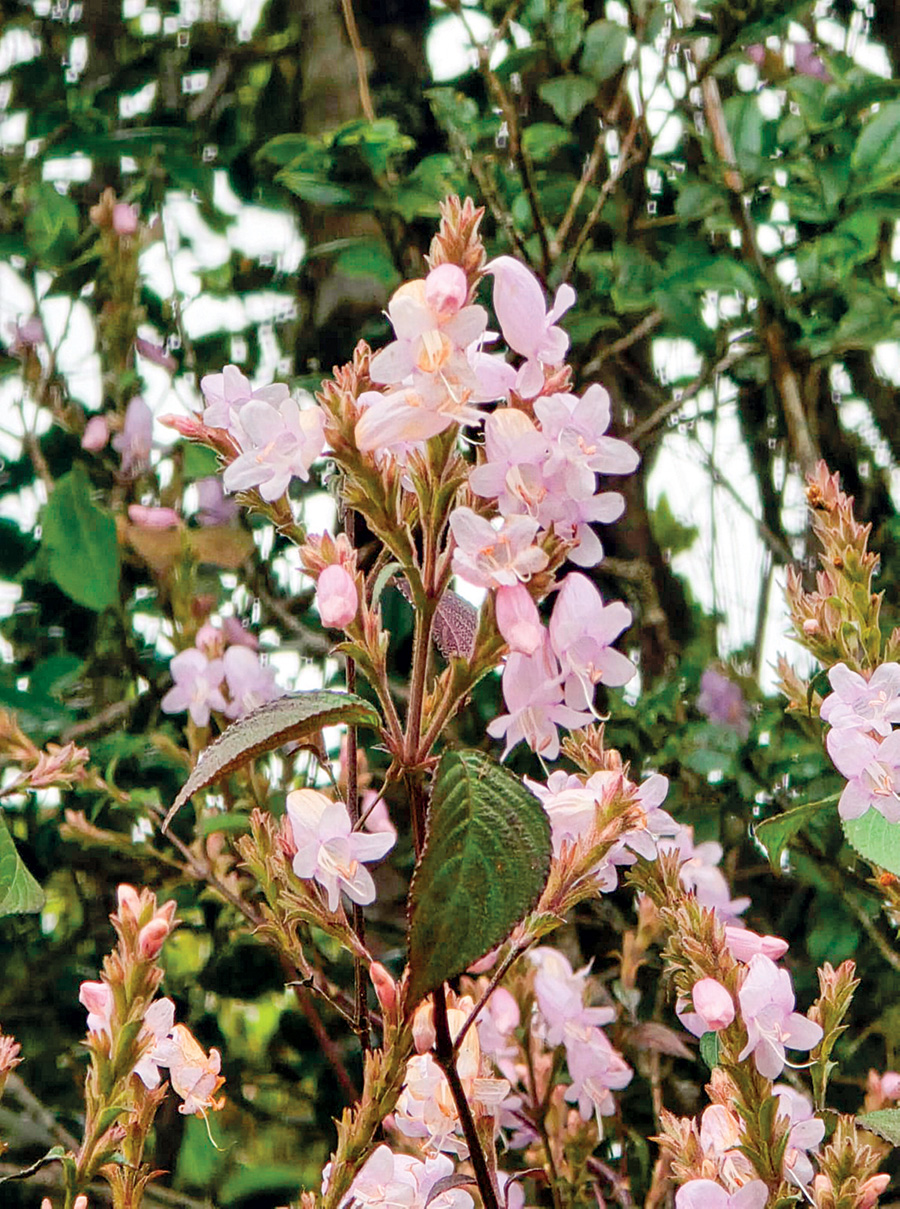 Nelu (Strobilanthes) flowers-Horton Plains